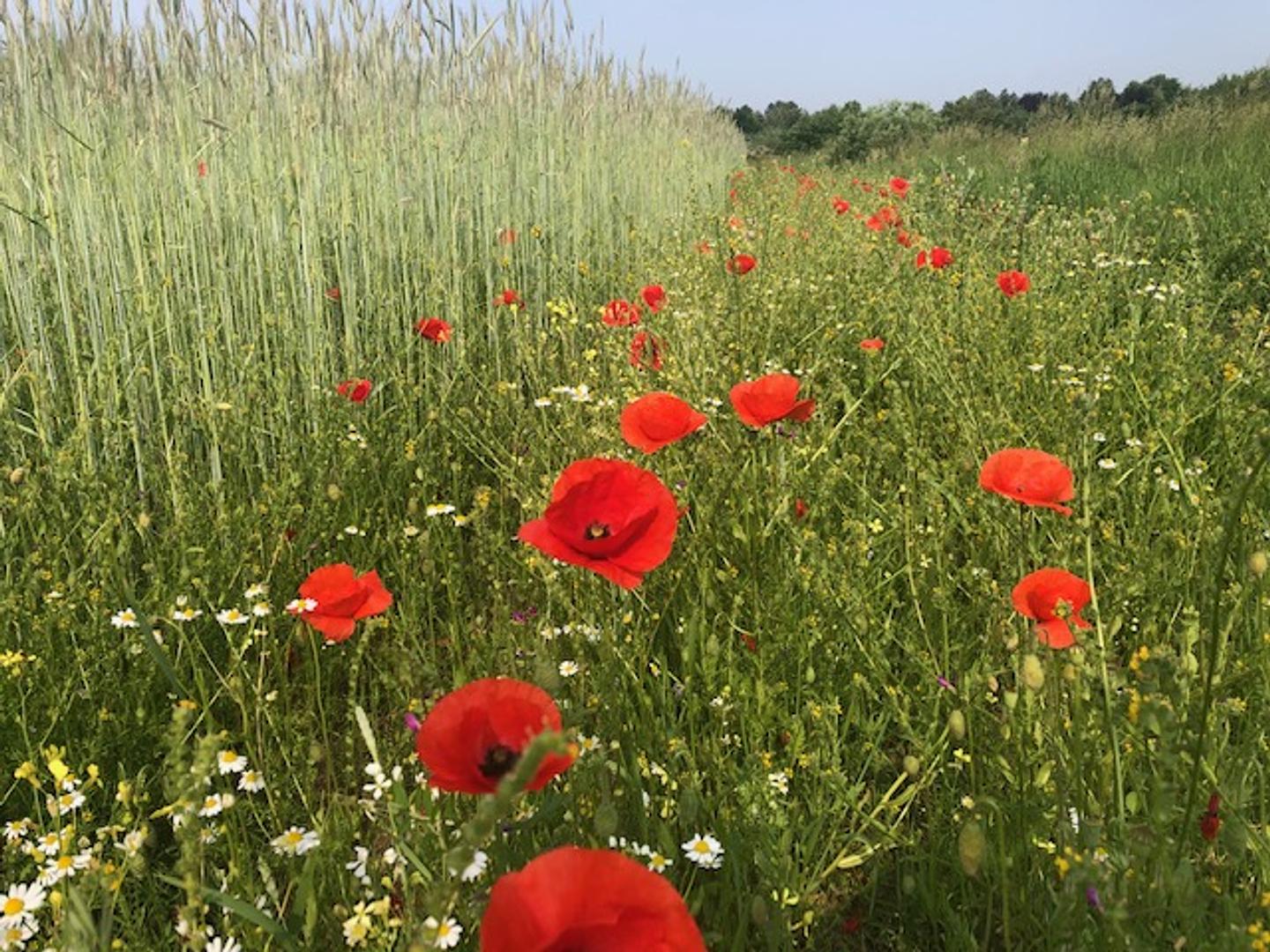 De Wandelpraktijk Natuurschoon 1