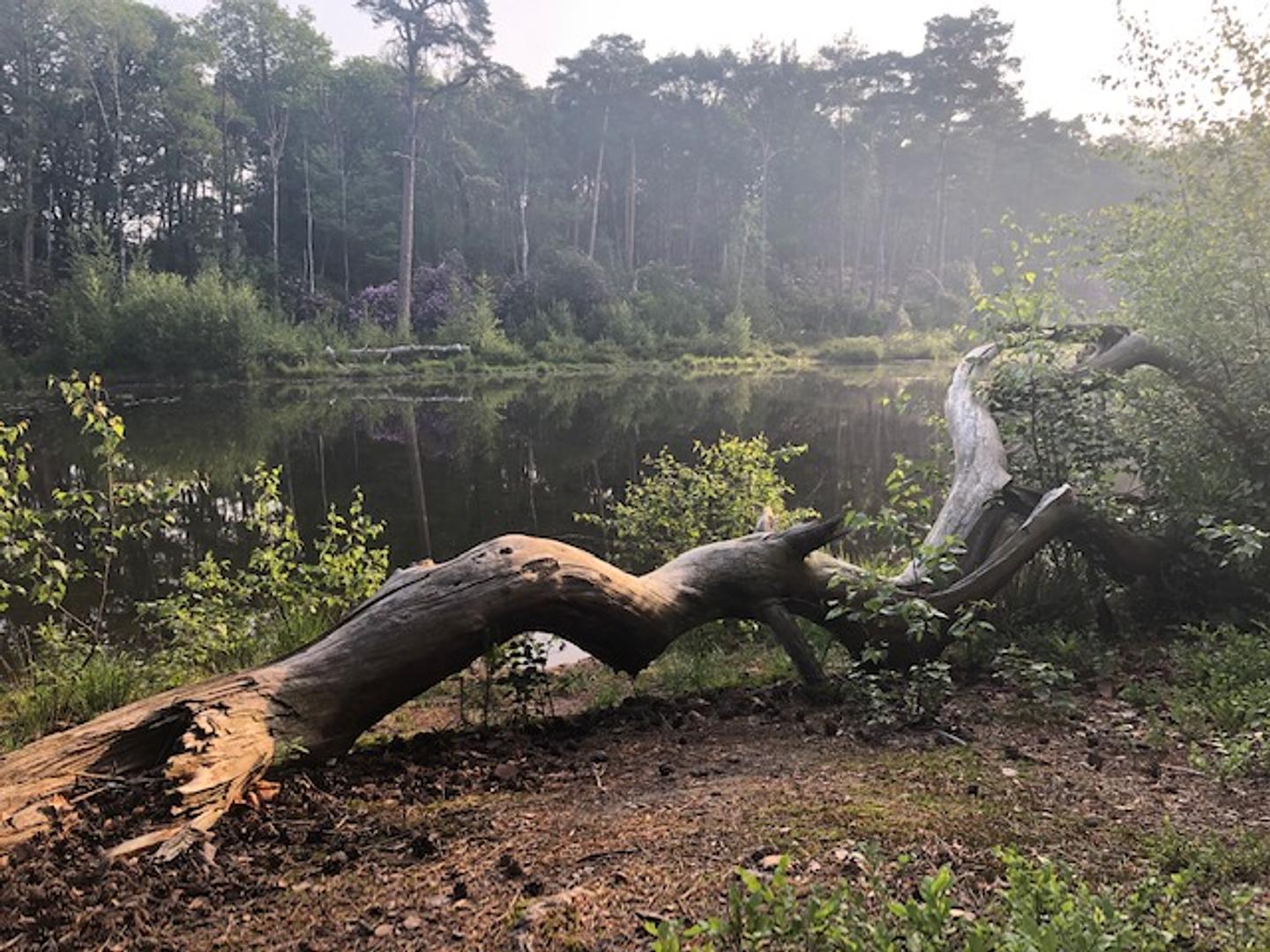 De Wandelpraktijk Natuurschoon 2